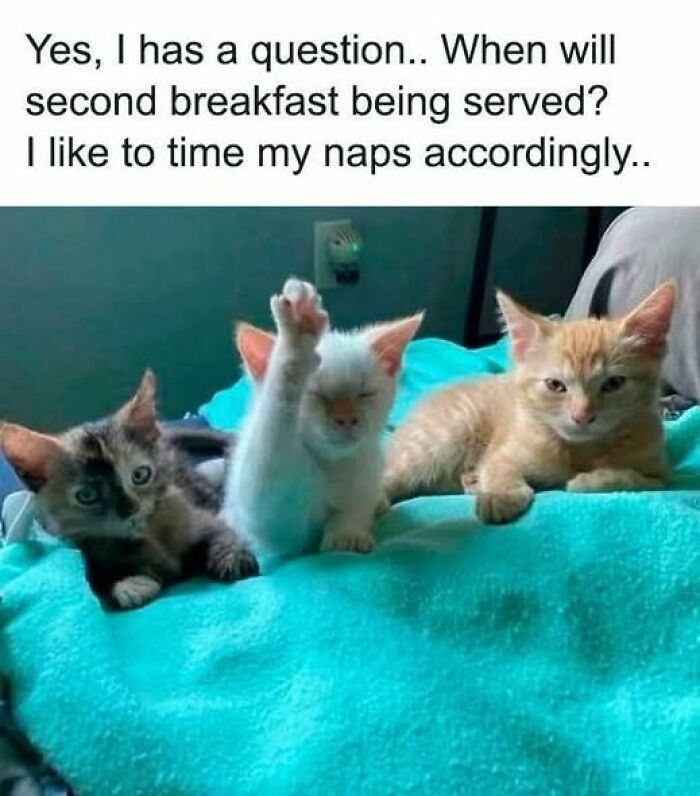 Wait, They Actually Ranked These Hilarious Animal Memes?!