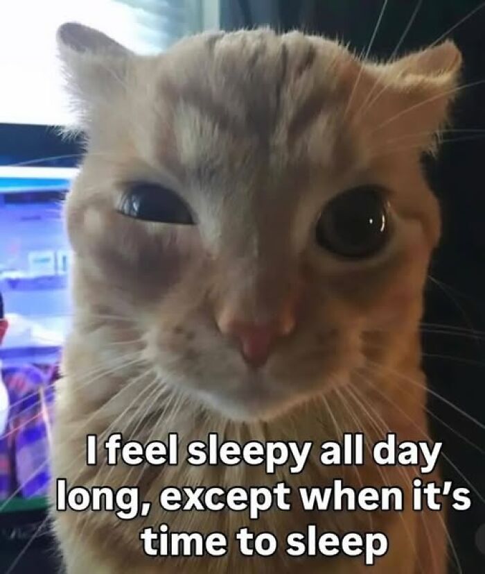 Wait, They Actually Ranked These Hilarious Animal Memes?!