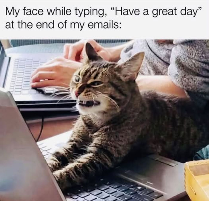 Wait, They Actually Ranked These Hilarious Animal Memes?!