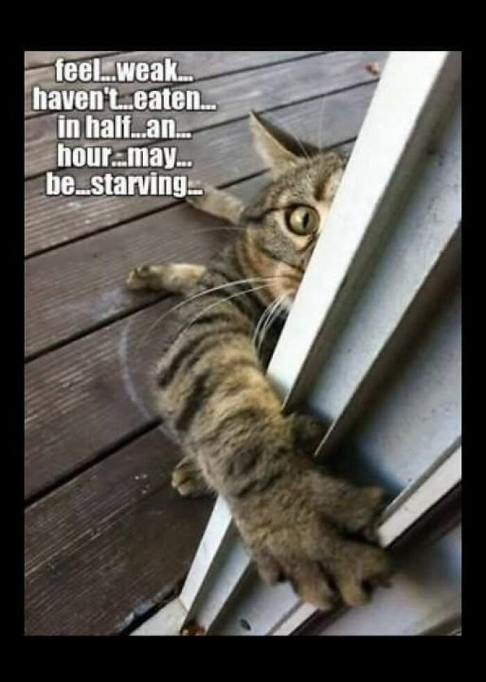 Wait, They Actually Ranked These Hilarious Animal Memes?!