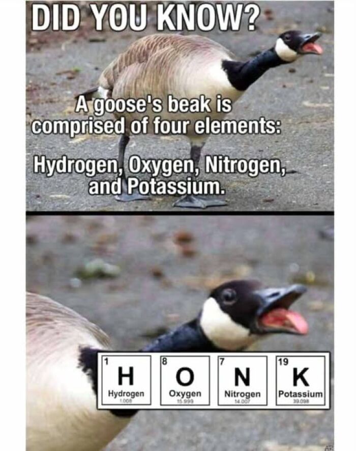 Wait, They Actually Ranked These Hilarious Animal Memes?!