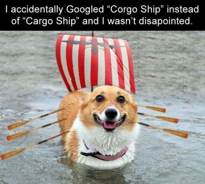 Wait, They Actually Ranked These Hilarious Animal Memes?!