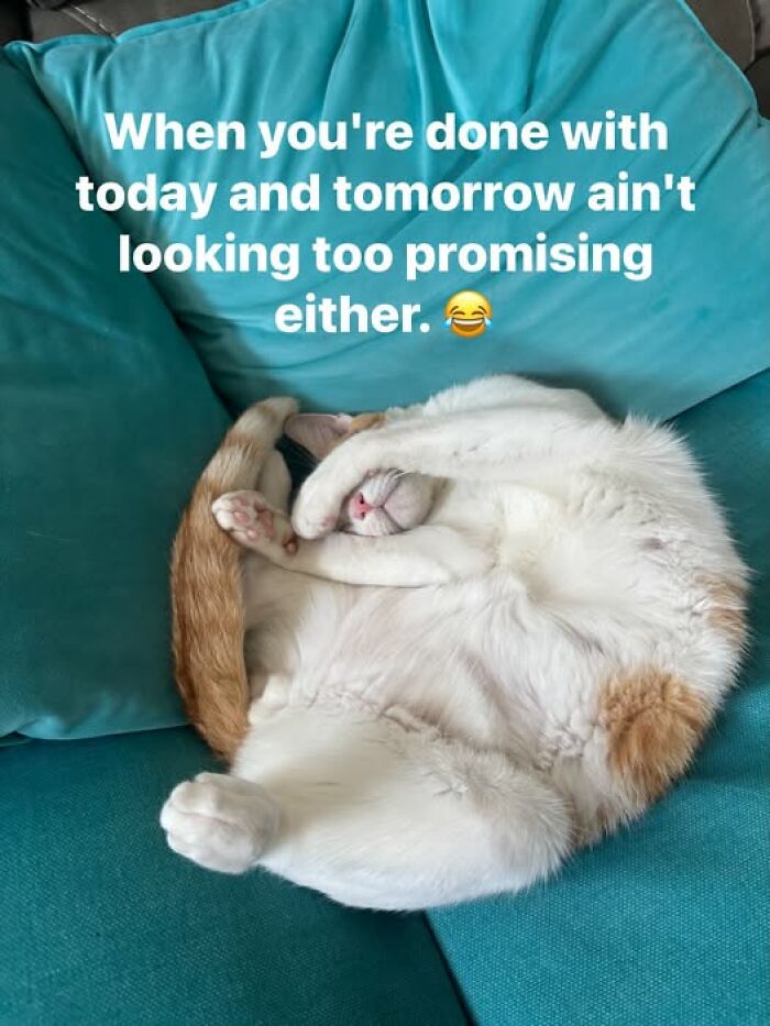 Wait, They Actually Ranked These Hilarious Animal Memes?!