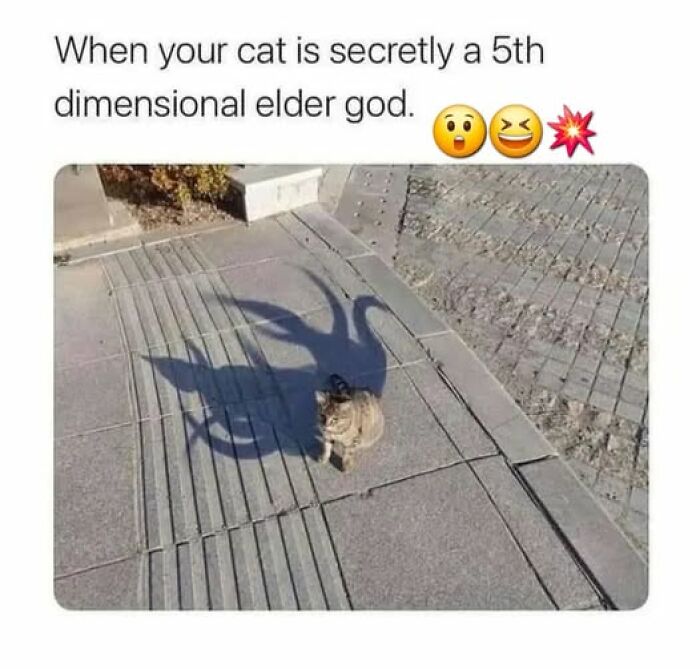 Wait, They Actually Ranked These Hilarious Animal Memes?!