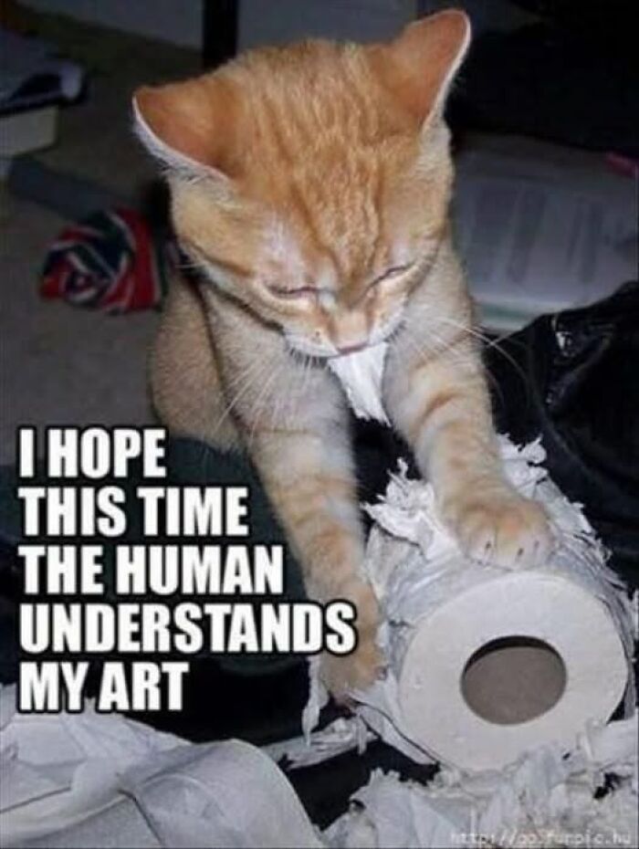 Wait, They Actually Ranked These Hilarious Animal Memes?!