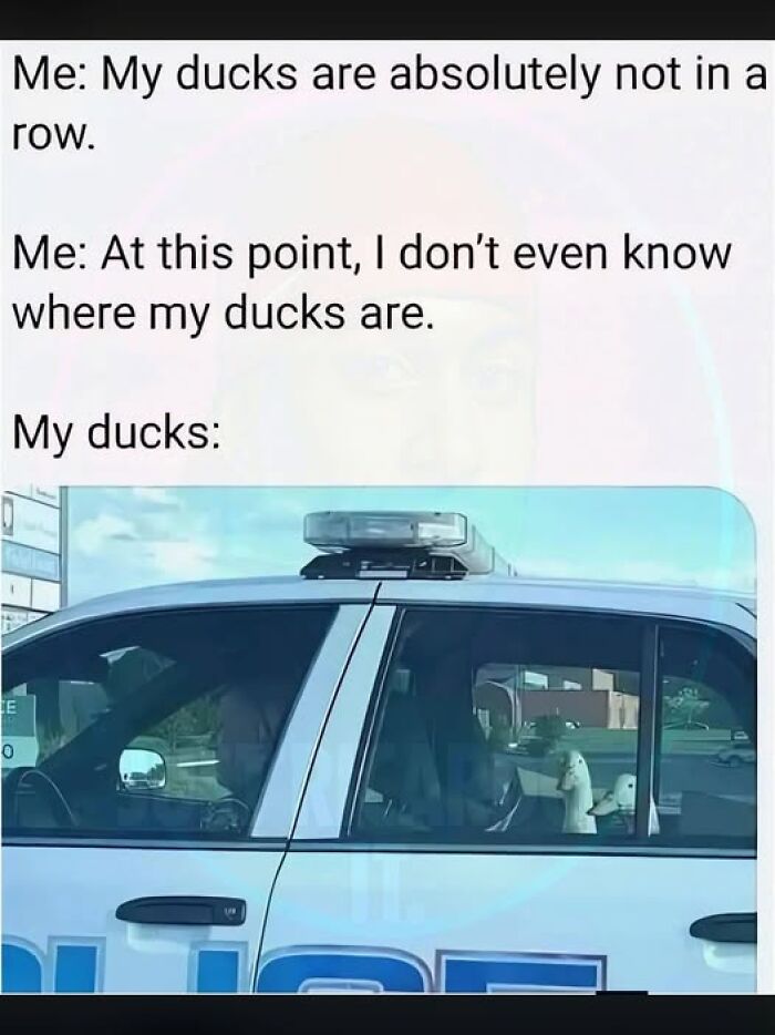 Wait, They Actually Ranked These Hilarious Animal Memes?!