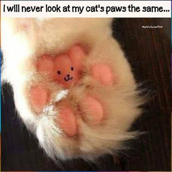Wait, They Actually Ranked These Hilarious Animal Memes?!
