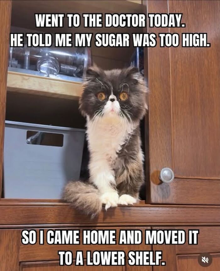 Wait, They Actually Ranked These Hilarious Animal Memes?!
