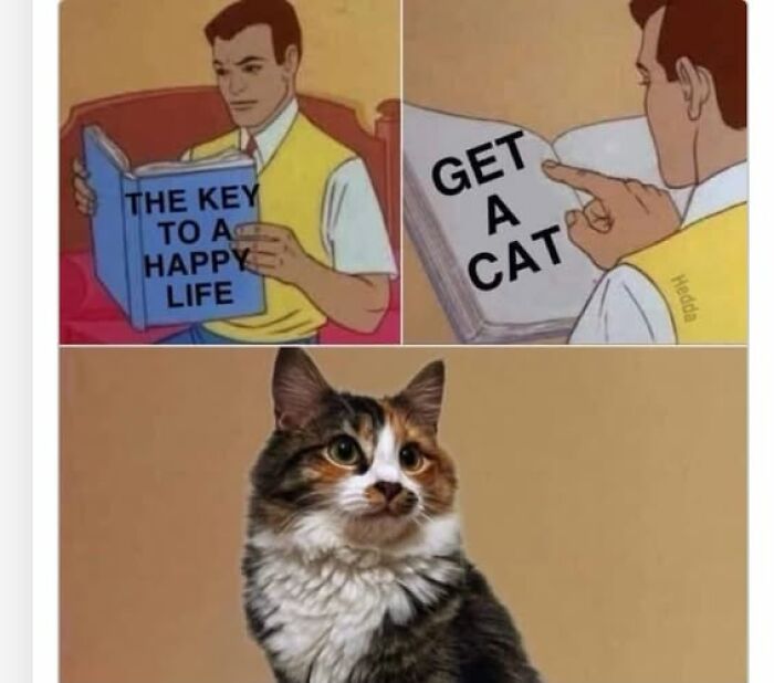 Wait, They Actually Ranked These Hilarious Animal Memes?!