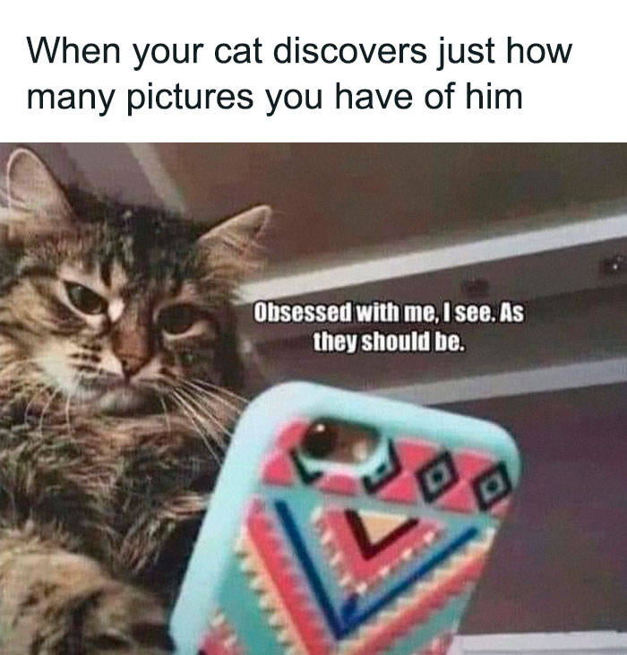 Wait, They Actually Ranked These Hilarious Animal Memes?!