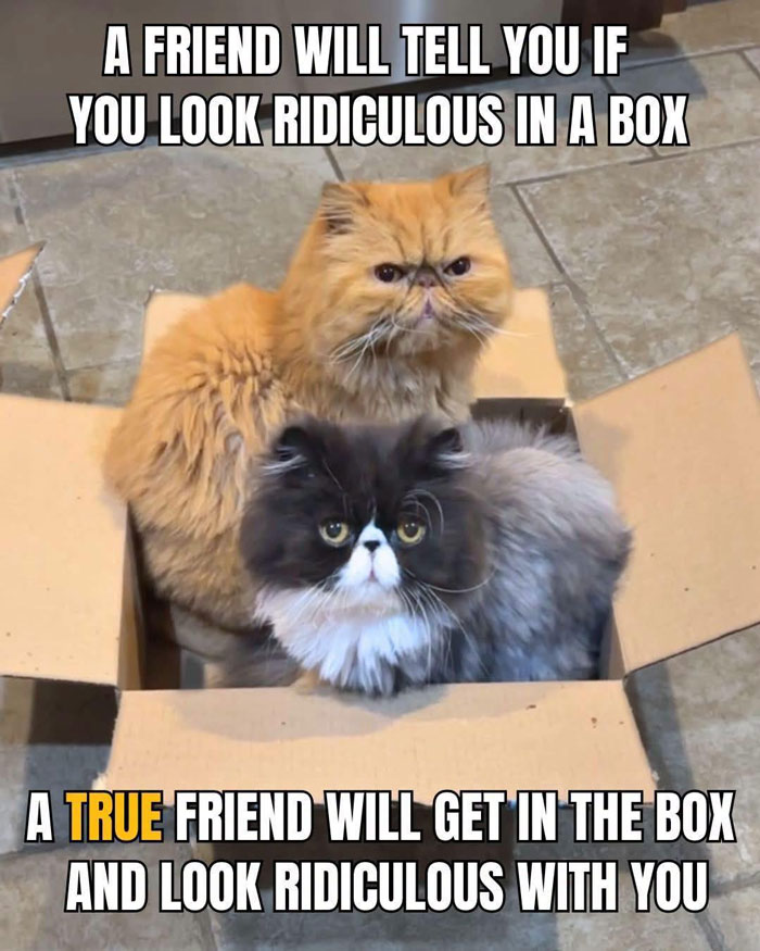 Wait, They Actually Ranked These Hilarious Animal Memes?!