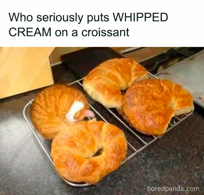 Wait, They Actually Ranked These Hilarious Animal Memes?!
