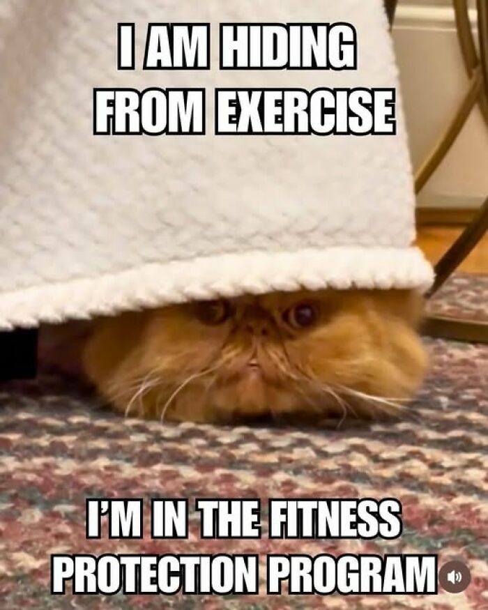 Wait, They Actually Ranked These Hilarious Animal Memes?!