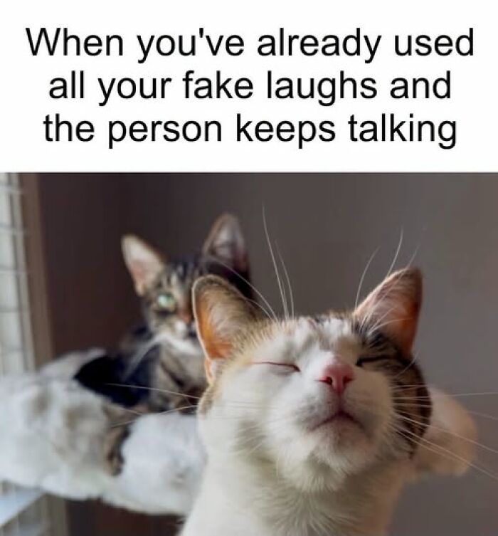 Wait, They Actually Ranked These Hilarious Animal Memes?!