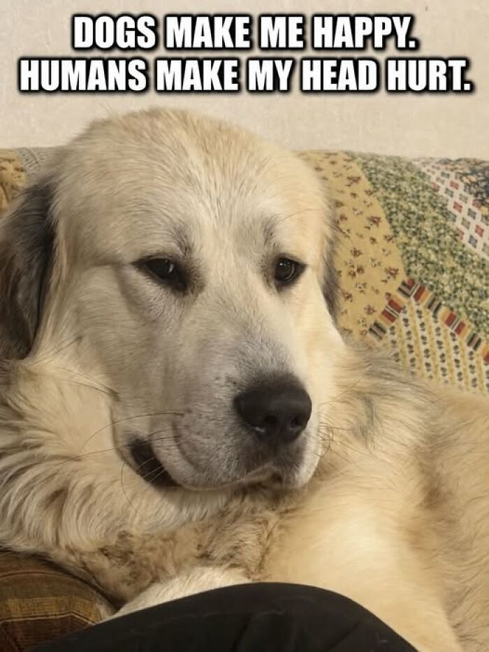 Wait, They Actually Ranked These Hilarious Animal Memes?!