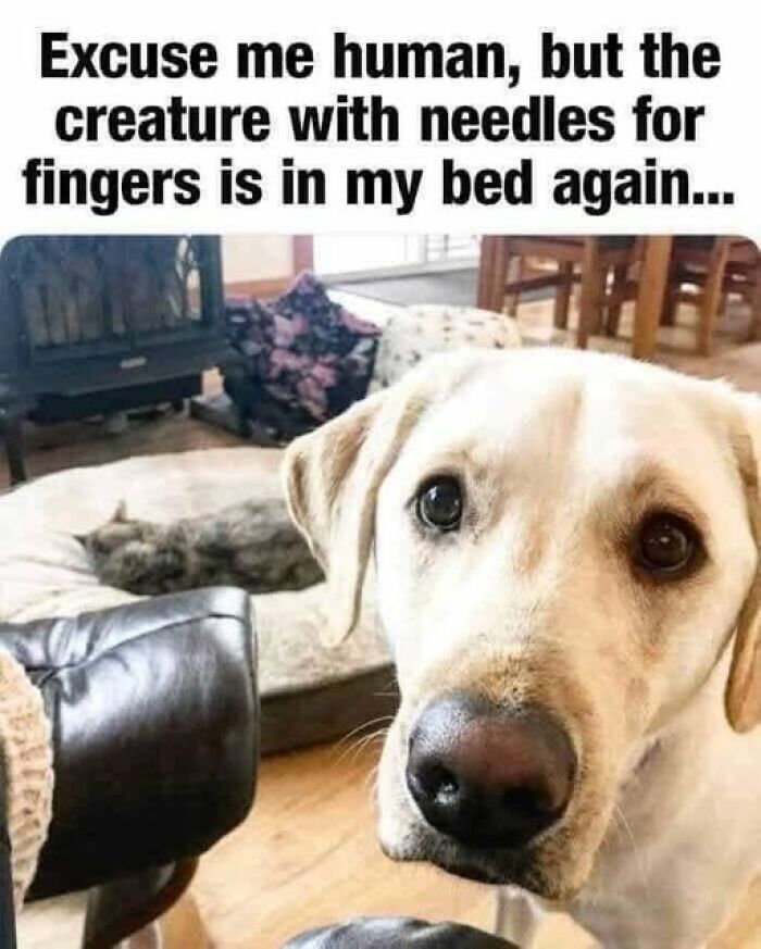 Wait, They Actually Ranked These Hilarious Animal Memes?!