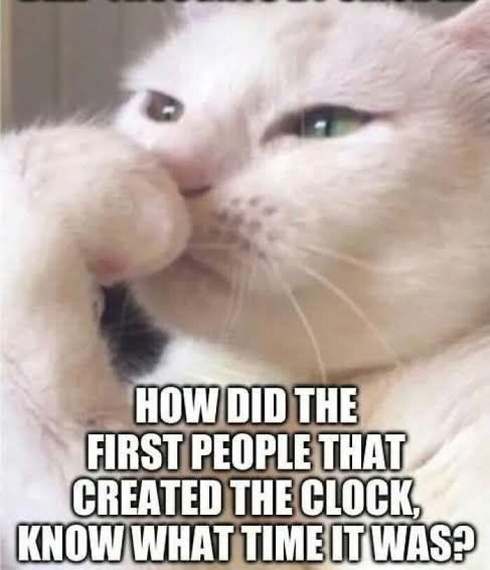 Wait, They Actually Ranked These Hilarious Animal Memes?!