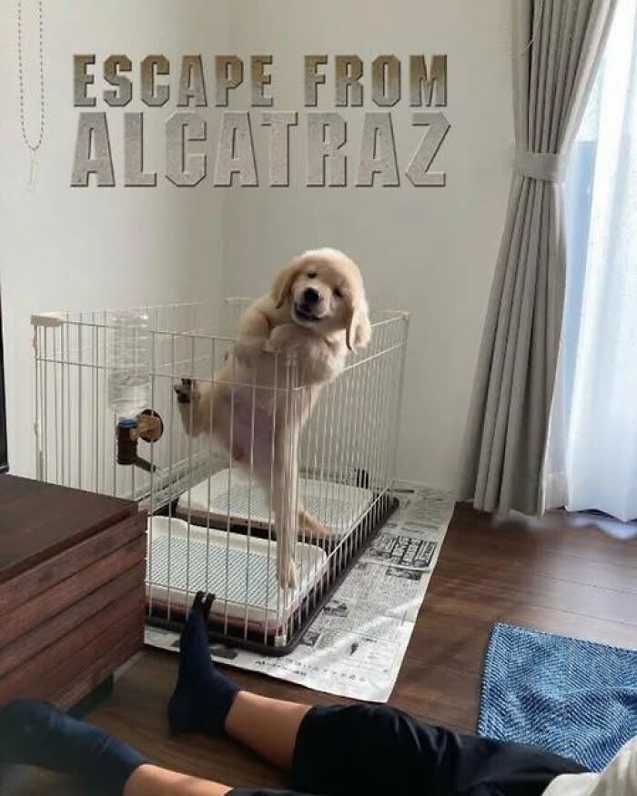 Wait, They Actually Ranked These Hilarious Animal Memes?!