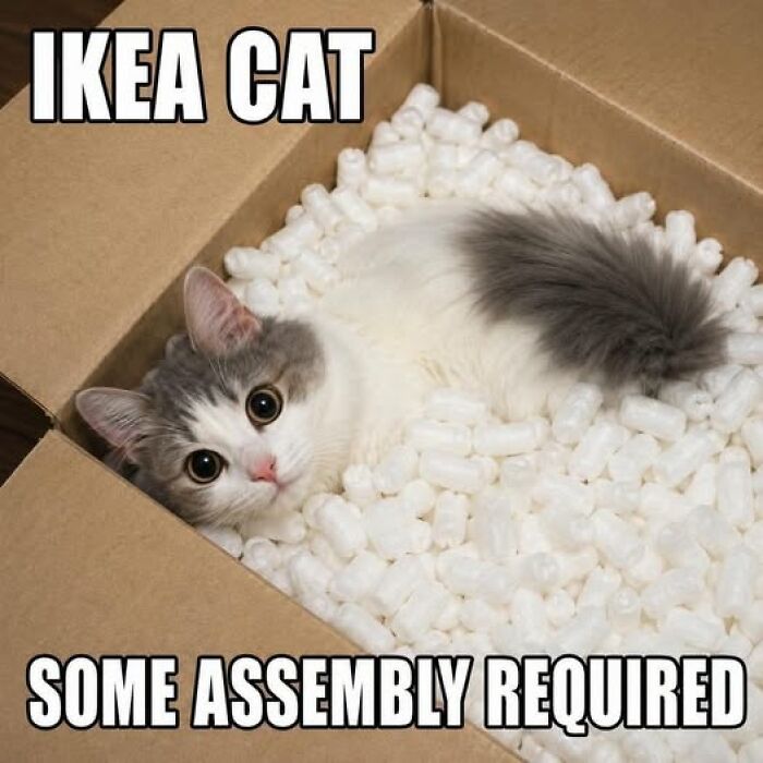 Wait, They Actually Ranked These Hilarious Animal Memes?!