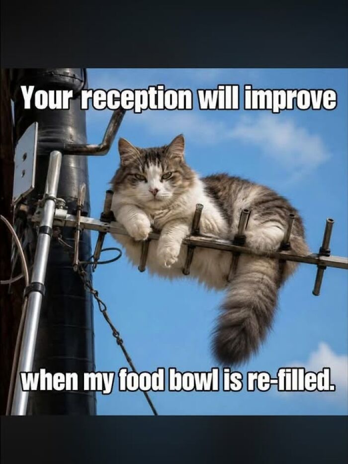 Wait, They Actually Ranked These Hilarious Animal Memes?!
