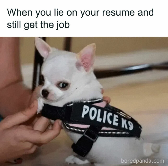 Wait, They Actually Ranked These Hilarious Animal Memes?!