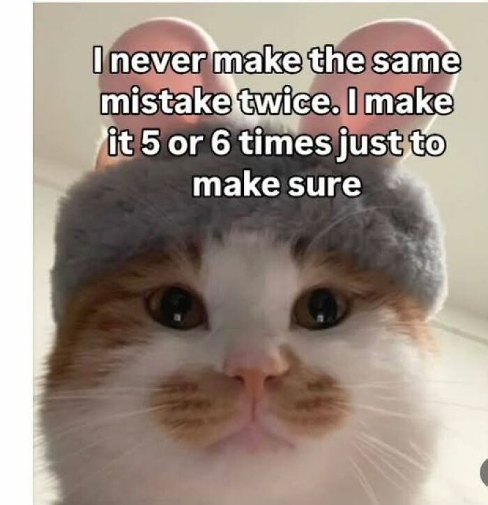 Wait, They Actually Ranked These Hilarious Animal Memes?!