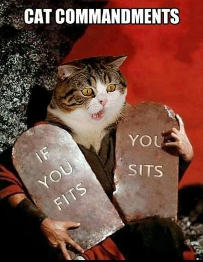 Wait, They Actually Ranked These Hilarious Animal Memes?!