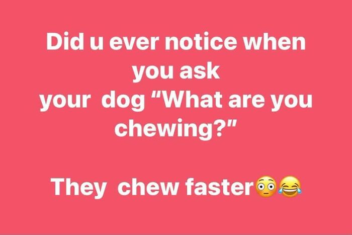 Wait, They Actually Ranked These Hilarious Animal Memes?!
