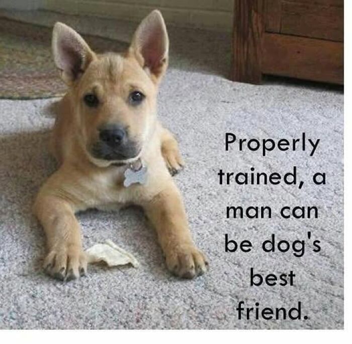 Wait, They Actually Ranked These Hilarious Animal Memes?!