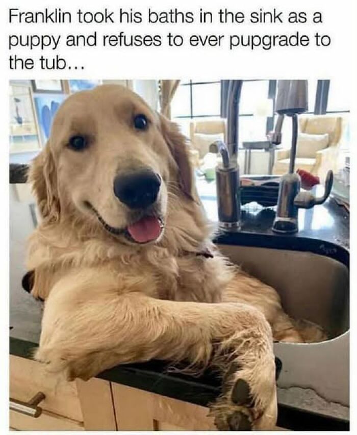 Wait, They Actually Ranked These Hilarious Animal Memes?!