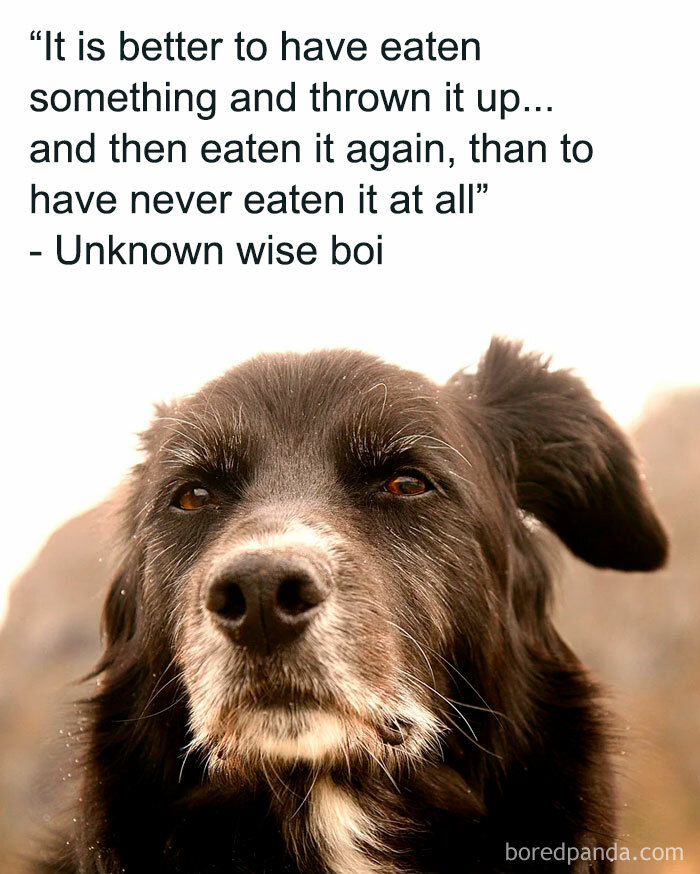 Wait, They Actually Ranked These Hilarious Animal Memes?!