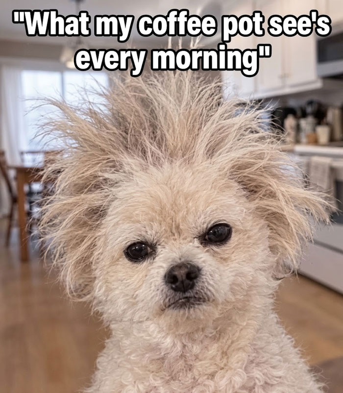 Wait, They Actually Ranked These Hilarious Animal Memes?!