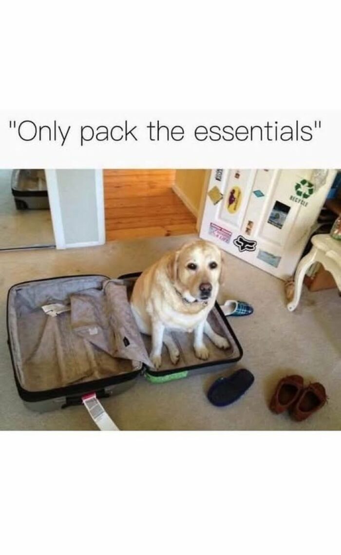 Wait, They Actually Ranked These Hilarious Animal Memes?!