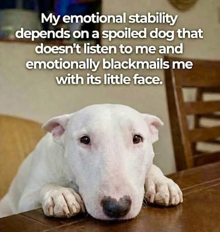 Wait, They Actually Ranked These Hilarious Animal Memes?!