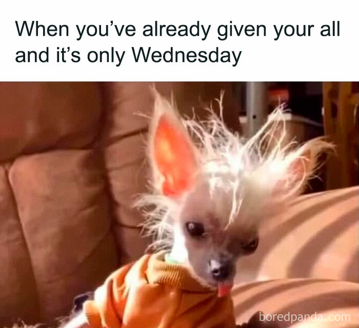 Wait, They Actually Ranked These Hilarious Animal Memes?!