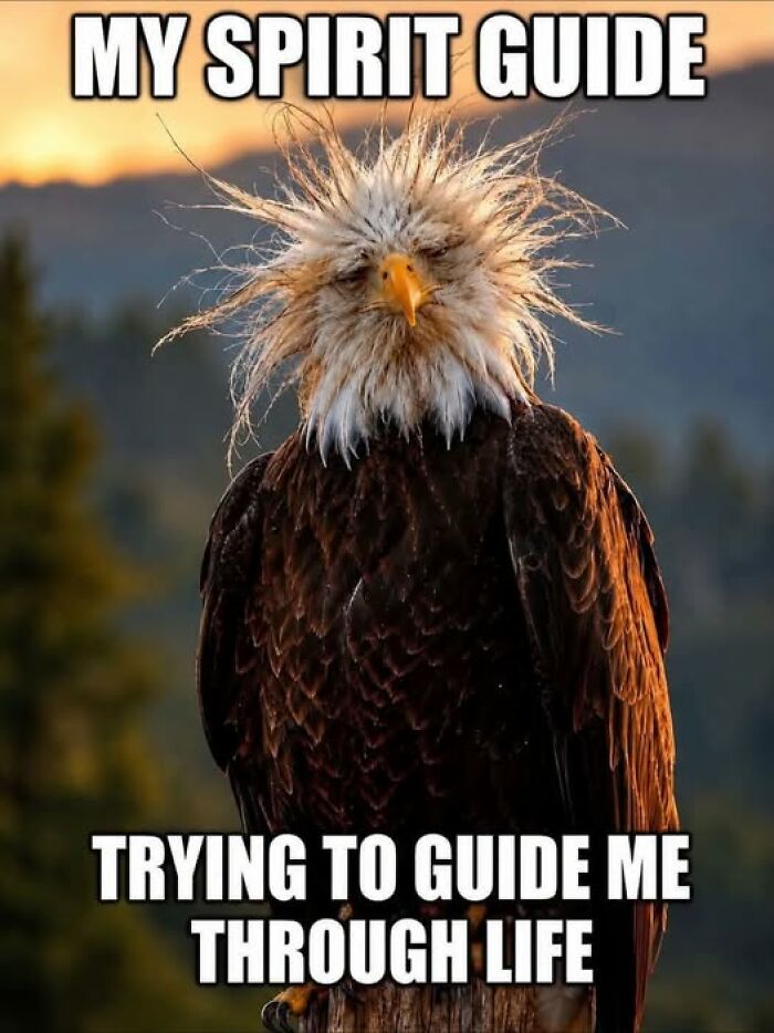 Wait, They Actually Ranked These Hilarious Animal Memes?!