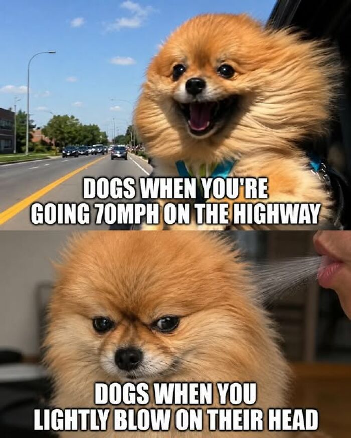 Wait, They Actually Ranked These Hilarious Animal Memes?!
