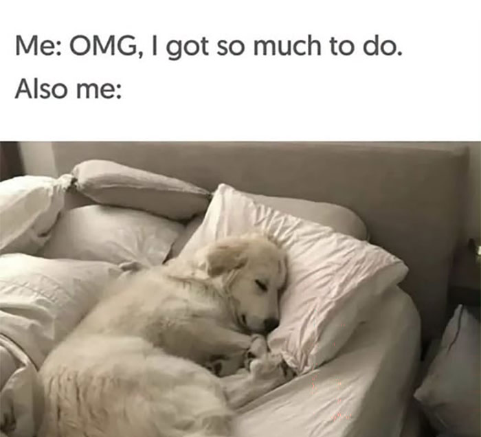 Wait, They Actually Ranked These Hilarious Animal Memes?!