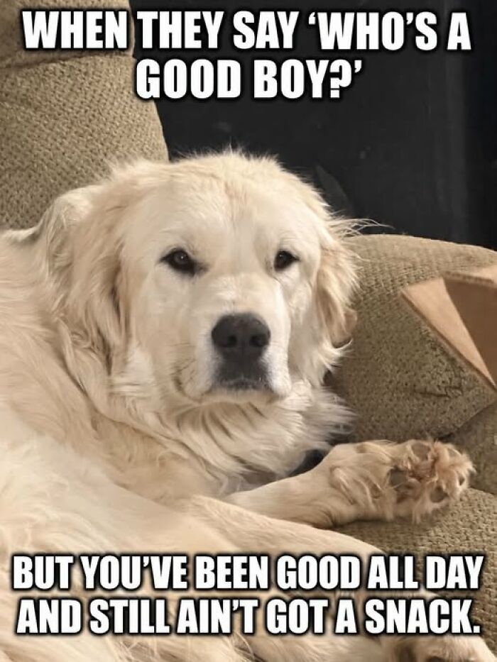 Wait, They Actually Ranked These Hilarious Animal Memes?!