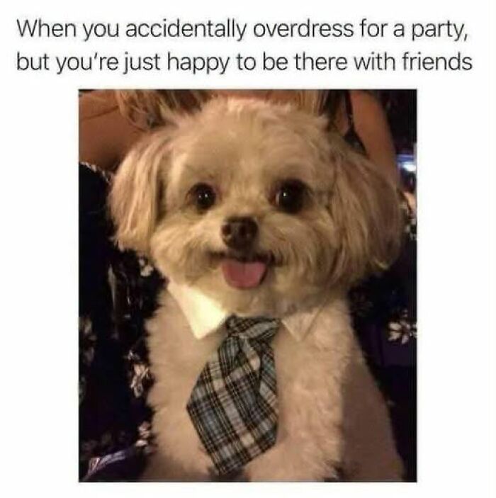 Wait, They Actually Ranked These Hilarious Animal Memes?!