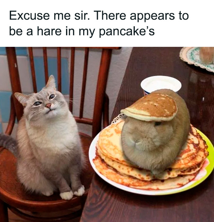 Wait, They Actually Ranked These Hilarious Animal Memes?!