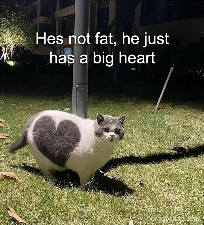 Wait, They Actually Ranked These Hilarious Animal Memes?!