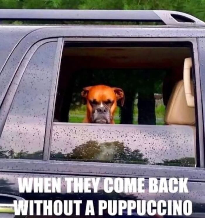 Wait, They Actually Ranked These Hilarious Animal Memes?!