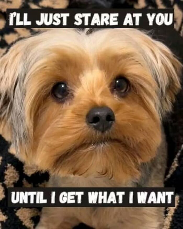Wait, They Actually Ranked These Hilarious Animal Memes?!