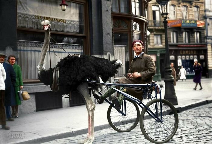 Ostrich Jockey Racing the Streets of Brussels, 1933 – Yep, You Read That Right!
