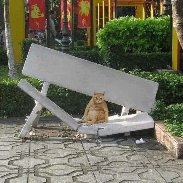 Wait, Why Are These Pics So Weird? A Wild Ride Through Chaotic Internet Madness