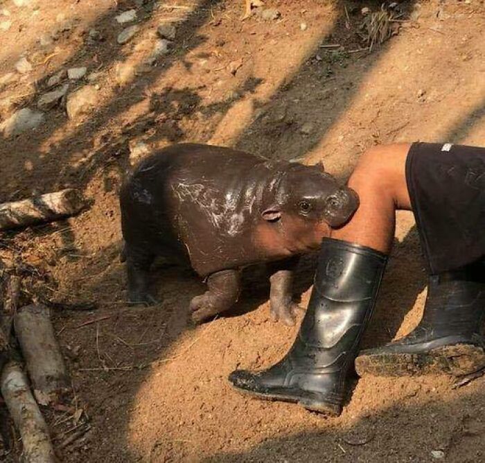 Wait, Why Are These Pics So Weird? A Wild Ride Through Chaotic Internet Madness