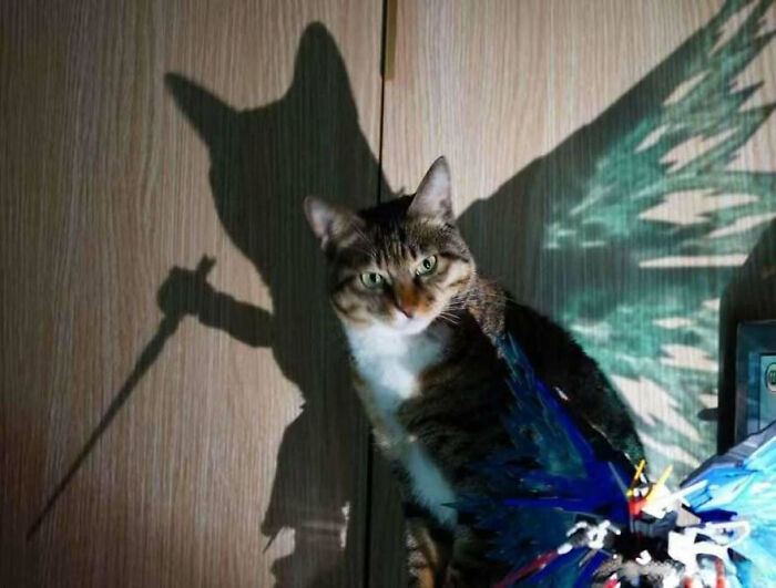 Wait, Why Are These Pics So Weird? A Wild Ride Through Chaotic Internet Madness