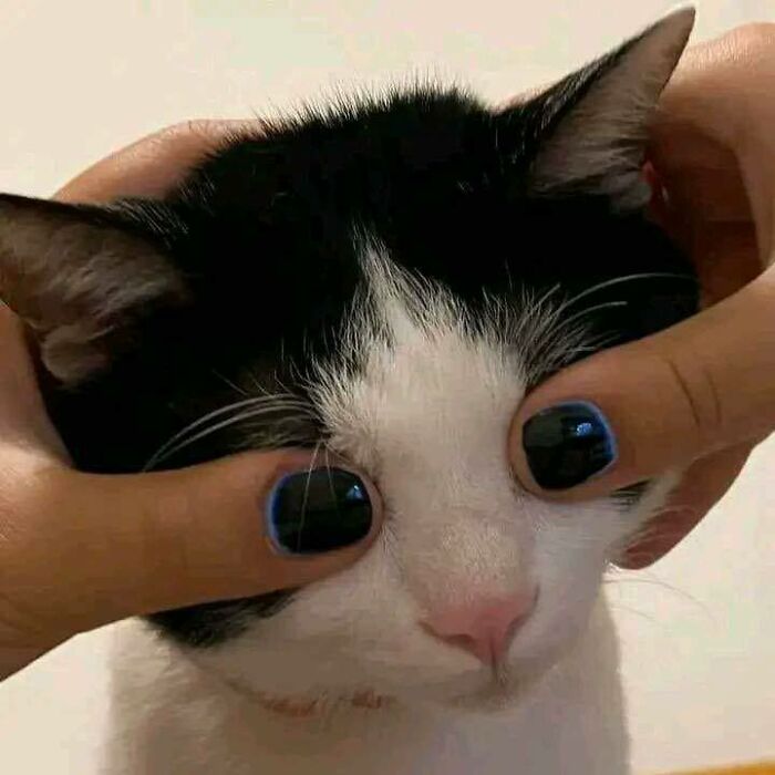 Wait, Why Are These Pics So Weird? A Wild Ride Through Chaotic Internet Madness