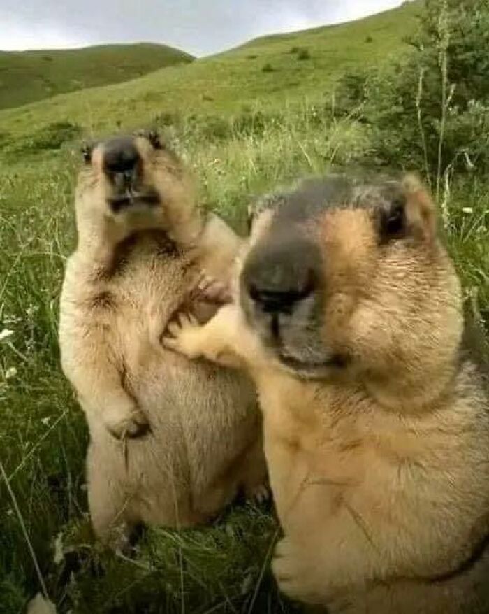 Wait, Why Are These Pics So Weird? A Wild Ride Through Chaotic Internet Madness